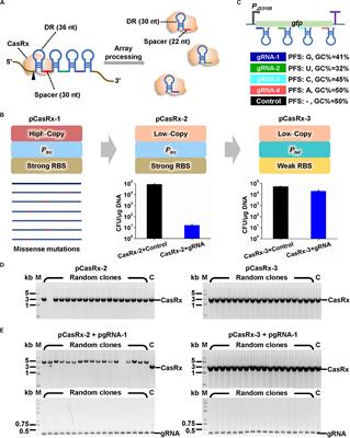 CRISPR/Cas13d-Mediated Microbial RNA Knockdown